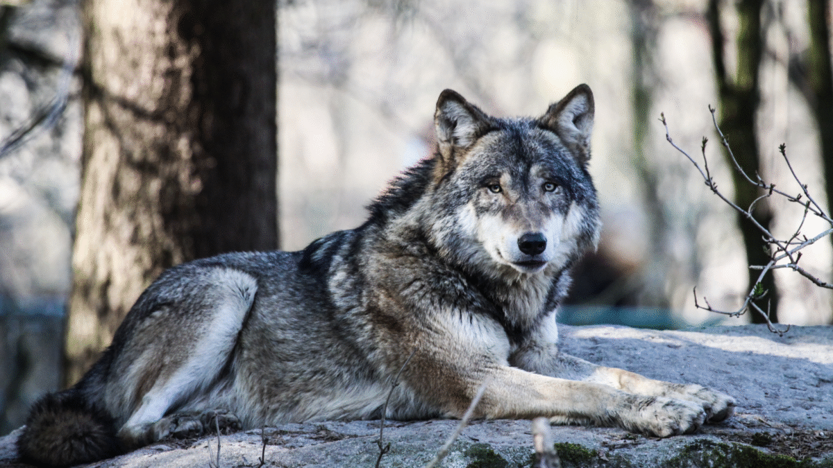 Food Habits of Feral Carnivores
