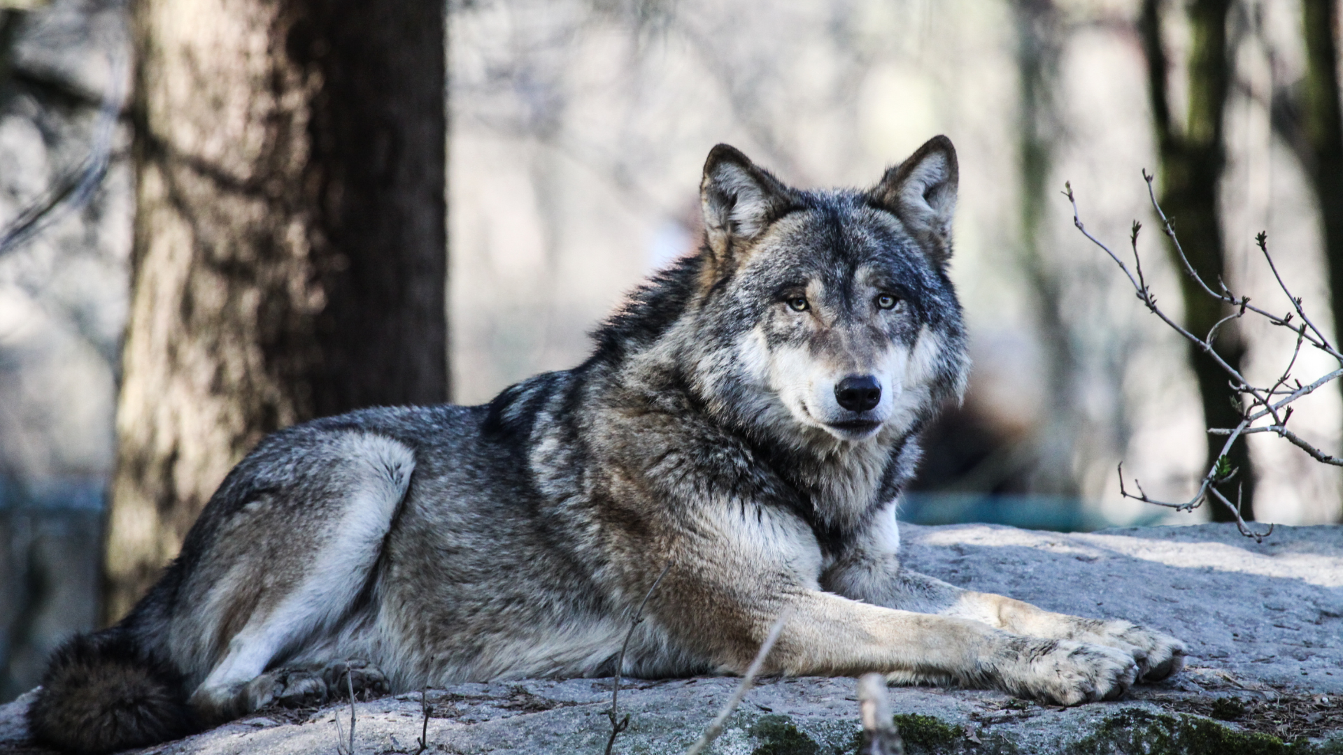 Food Habits of Feral Carnivores