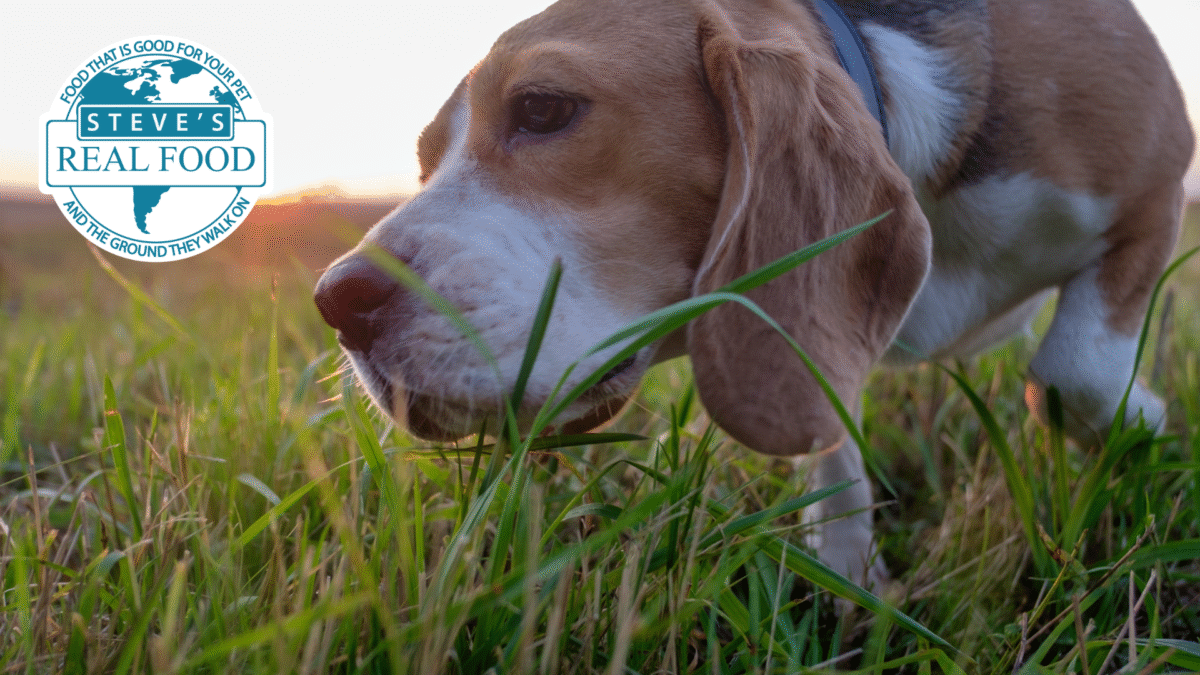 Dog Eating Grass
