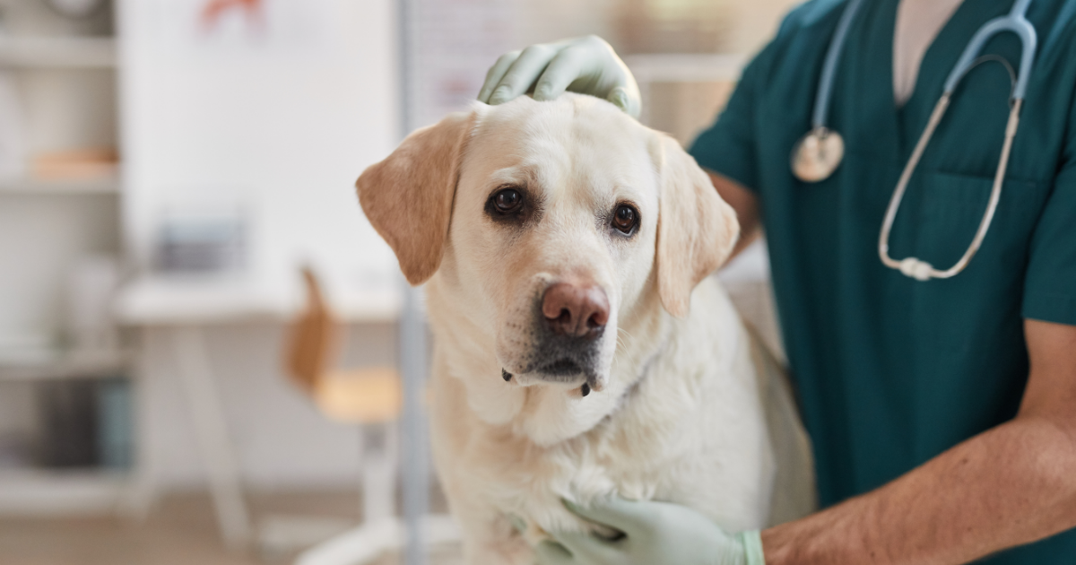 yellow lab at the vet
