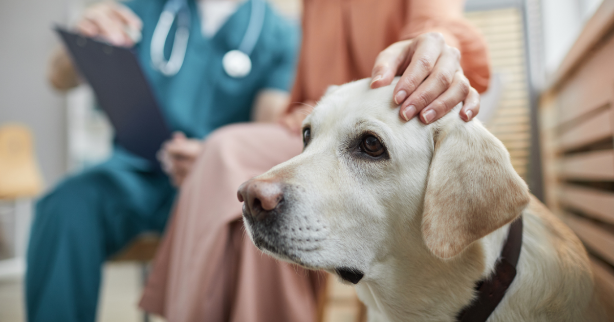 yellow lab at the vet with owner's hand on its head