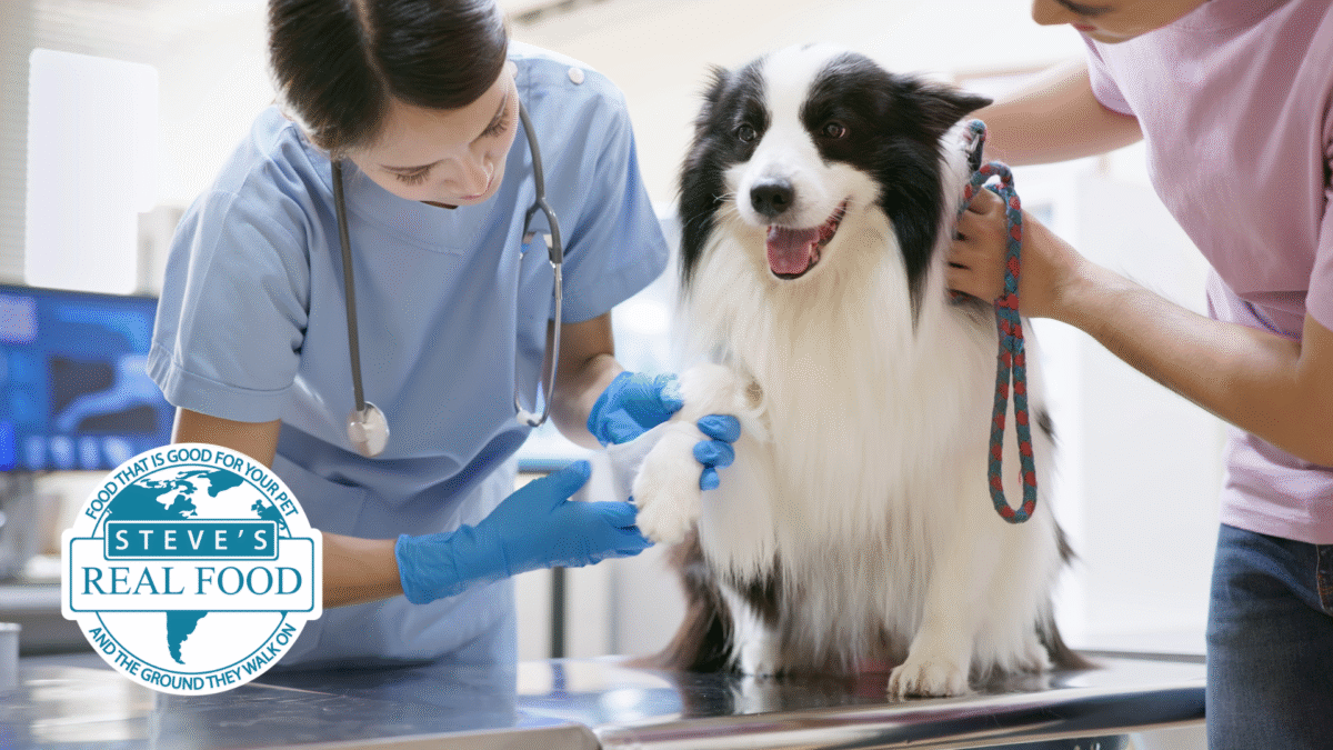 Different Types oF VETS