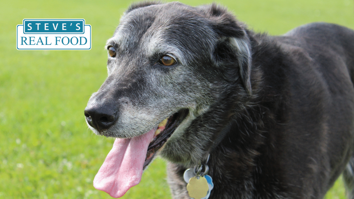 Senior Dog
