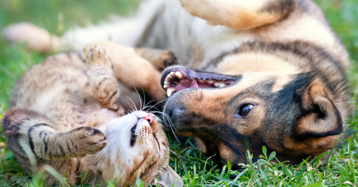 Dog and cat playing on grass