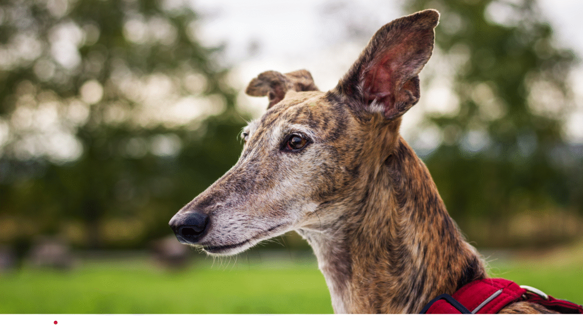Detoxing Your Pet