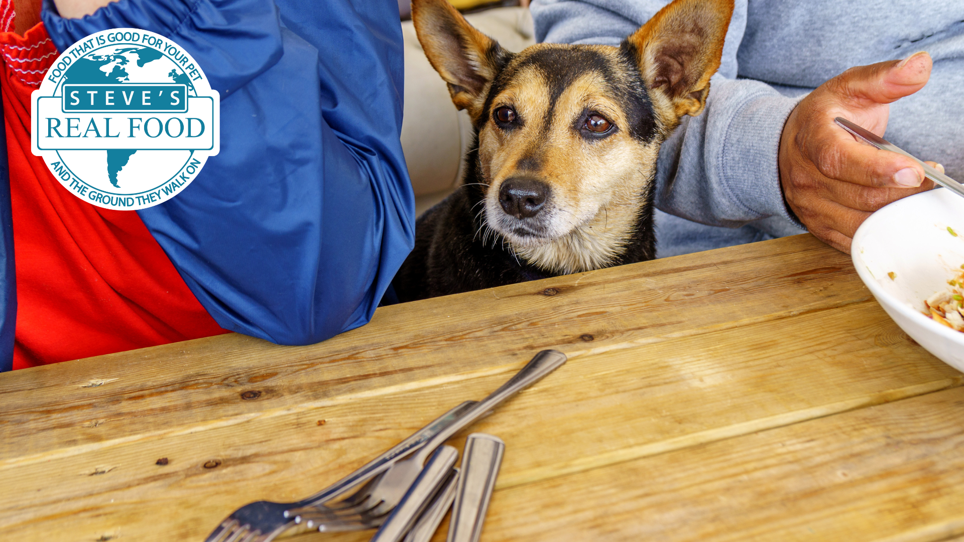 Dog at dinner table