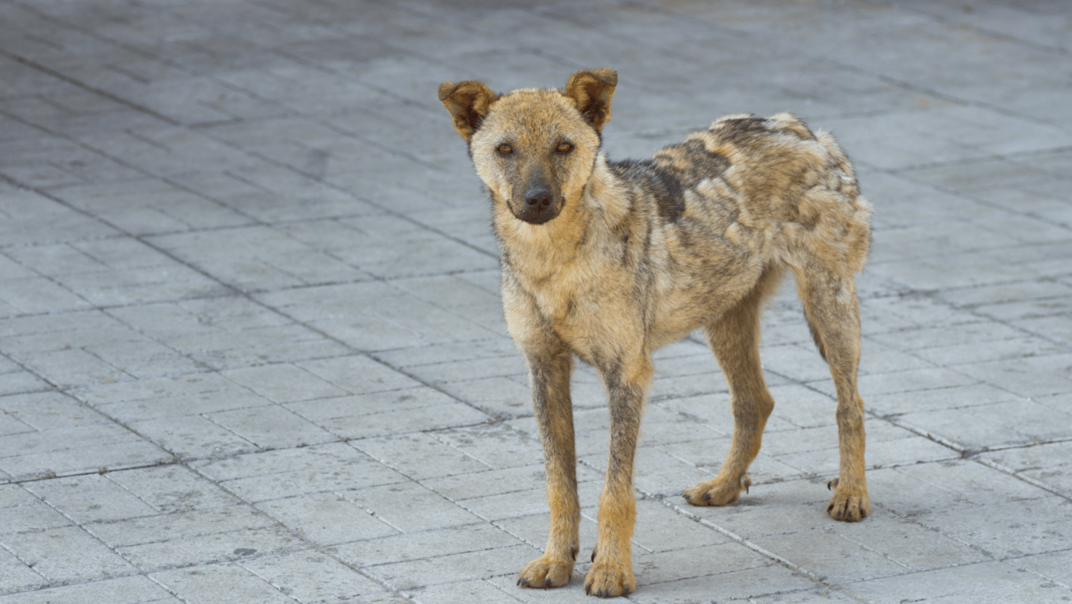 Ringworm in dogs