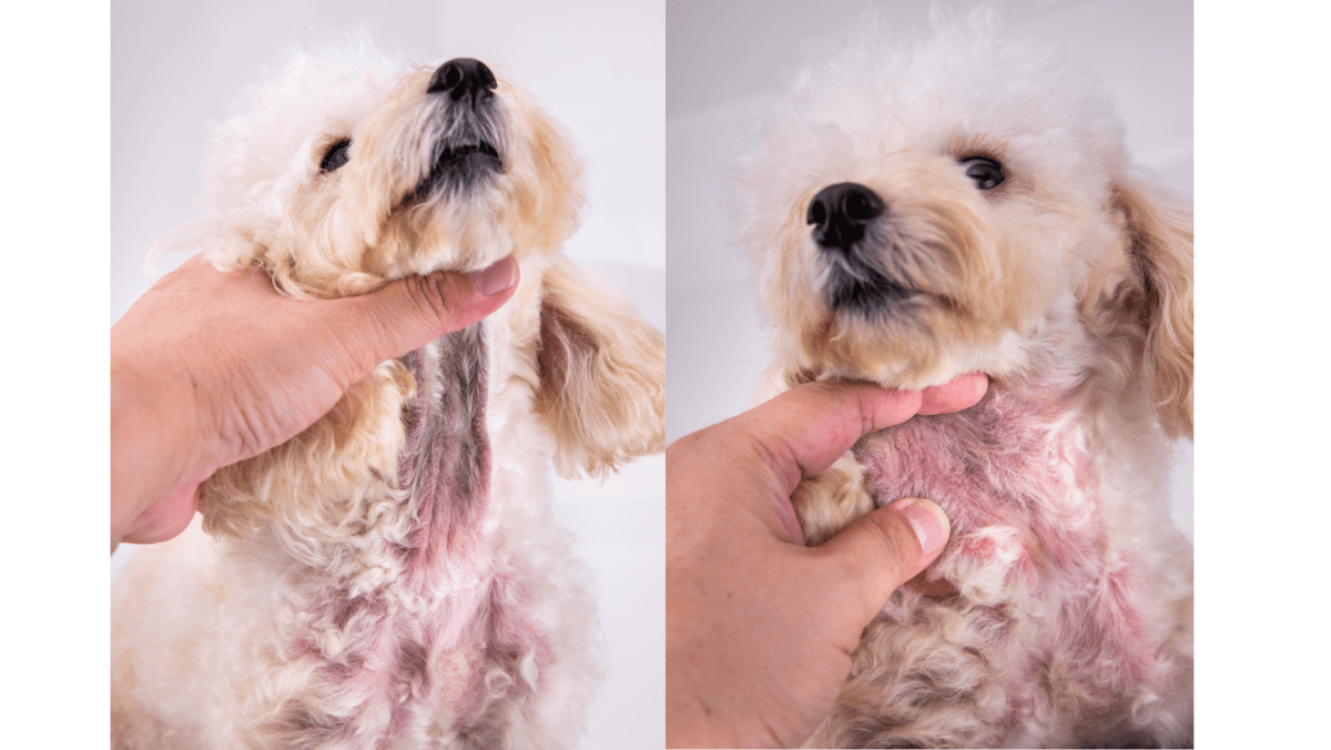 Yeast in dog's skin