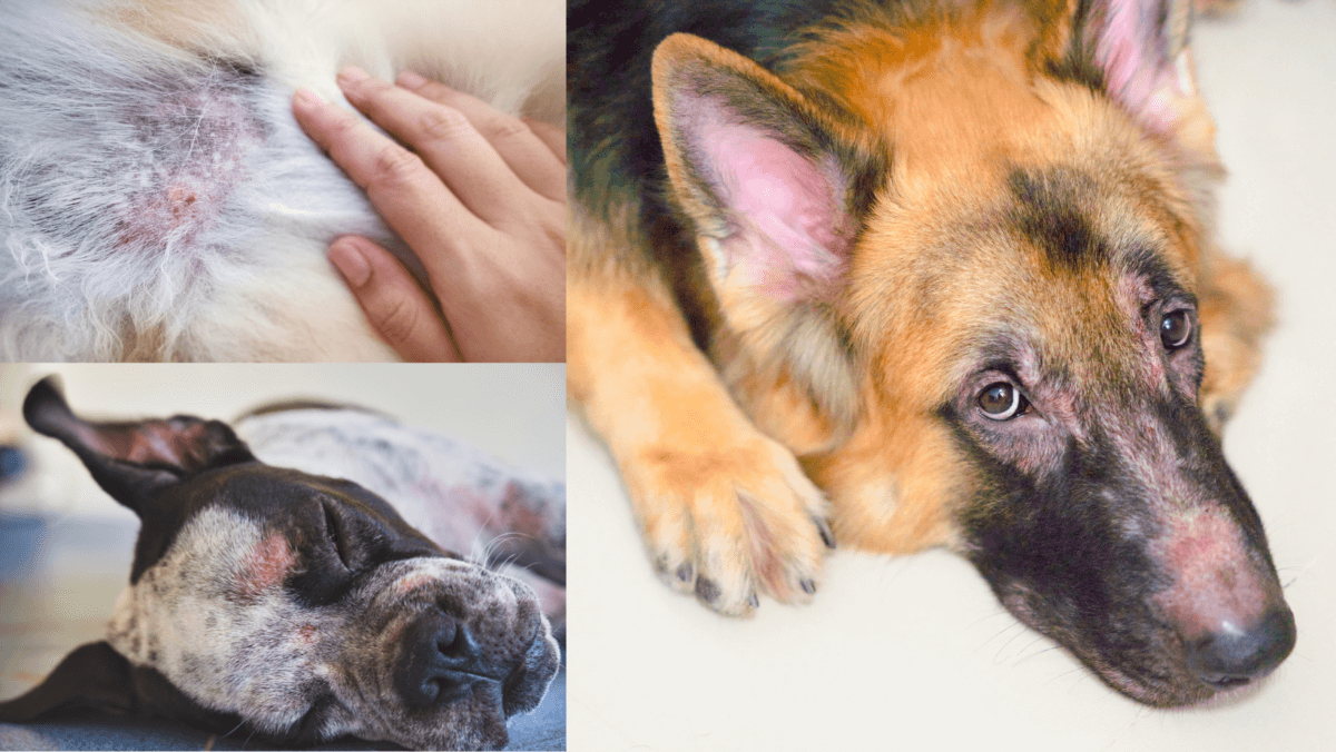 Dog dermatitis