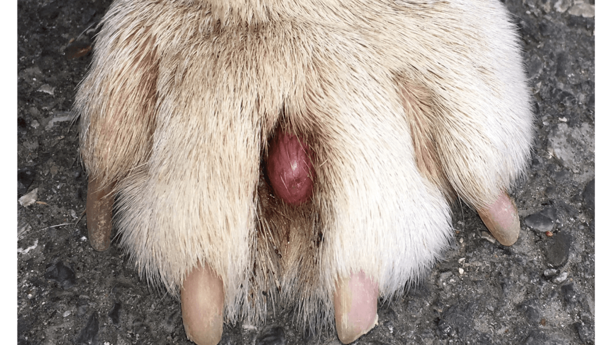 Cysts on dog's paw