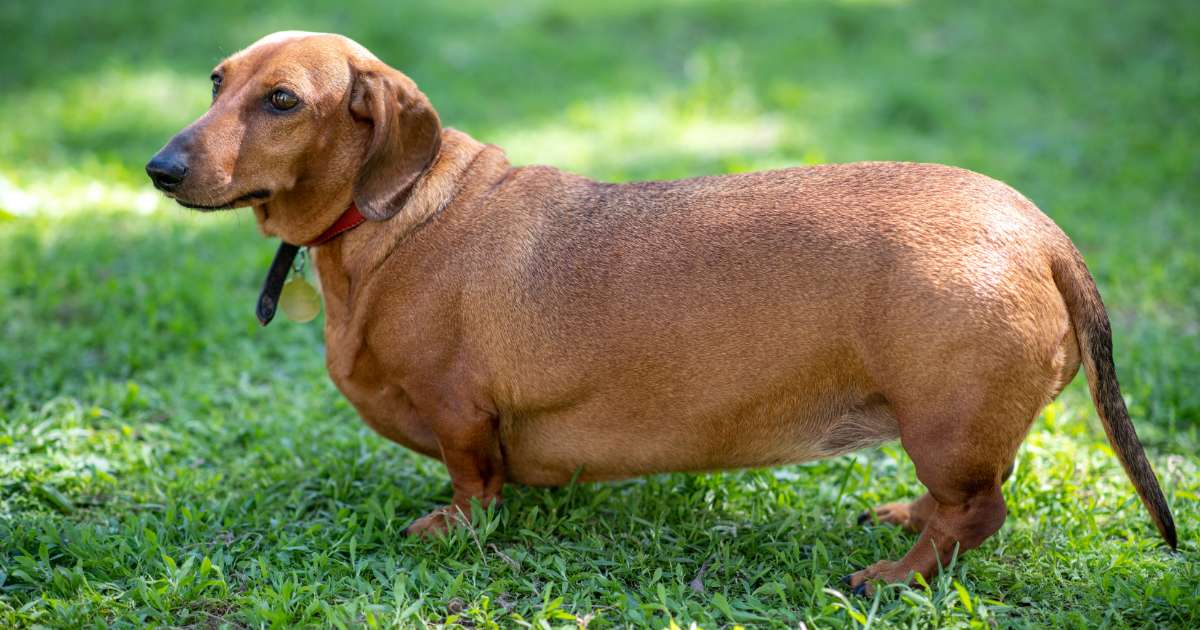 overweight dachshund
