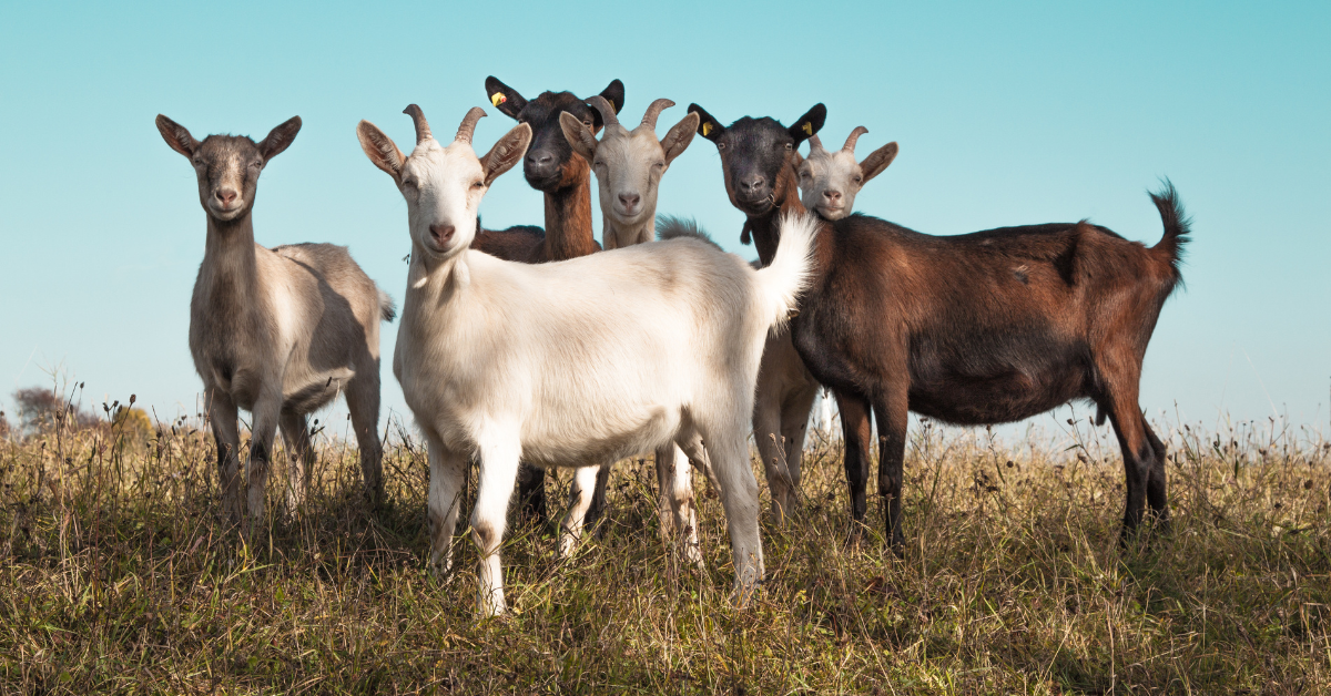 Group of goats standing in tall weeds