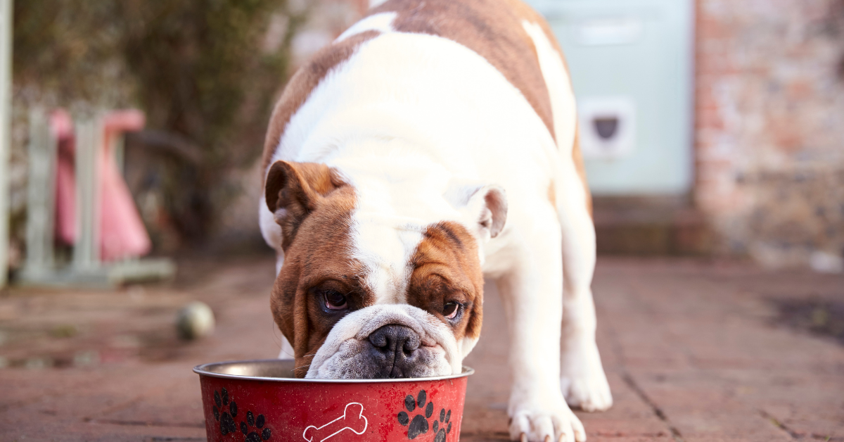 dog eating from bowl