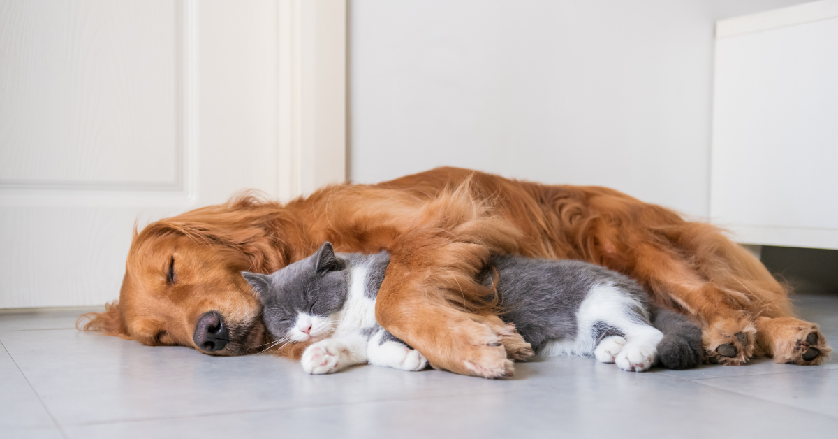 Dog and cat sleeping on floor together
