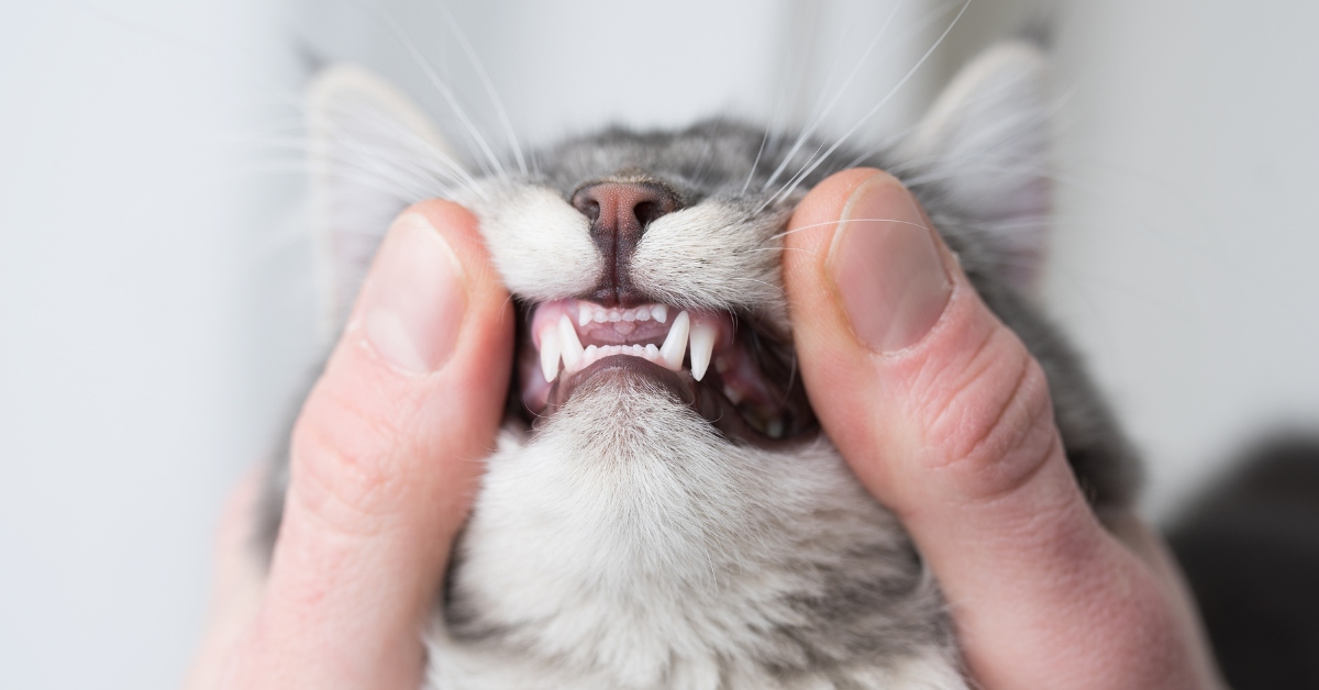 Person opening cat's mouth