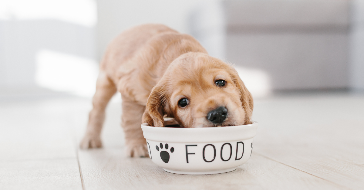 Puppy eating out of food dish