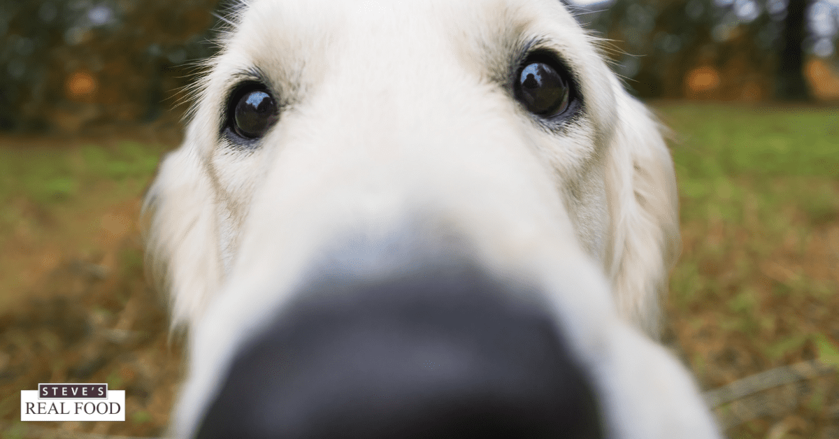 Closeup photo of dog's snout