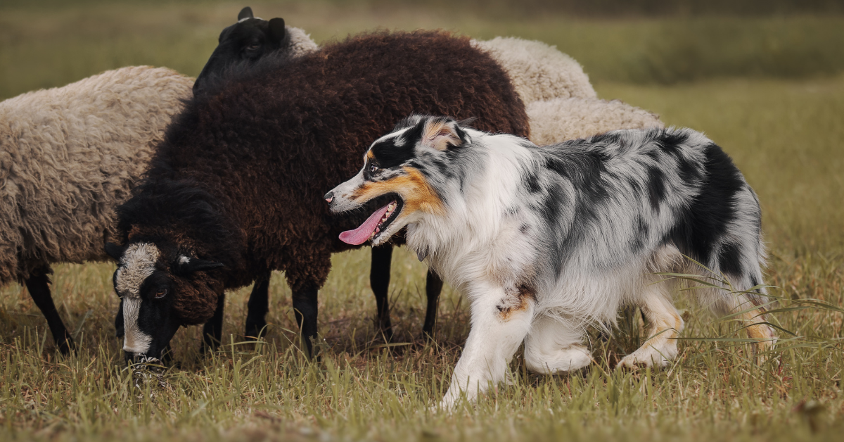 working dog herding sheep