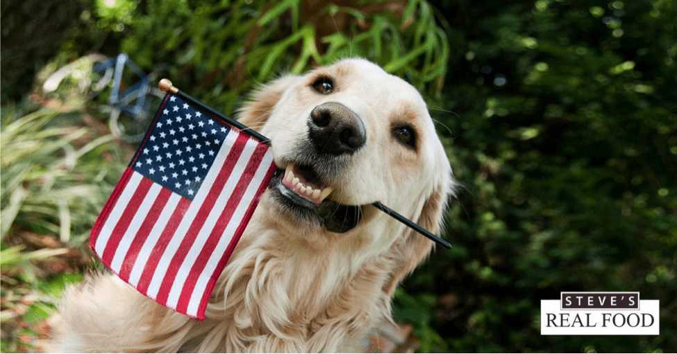 Dog with American flag in mouth