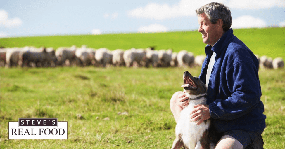 Man with dog in field of sheep