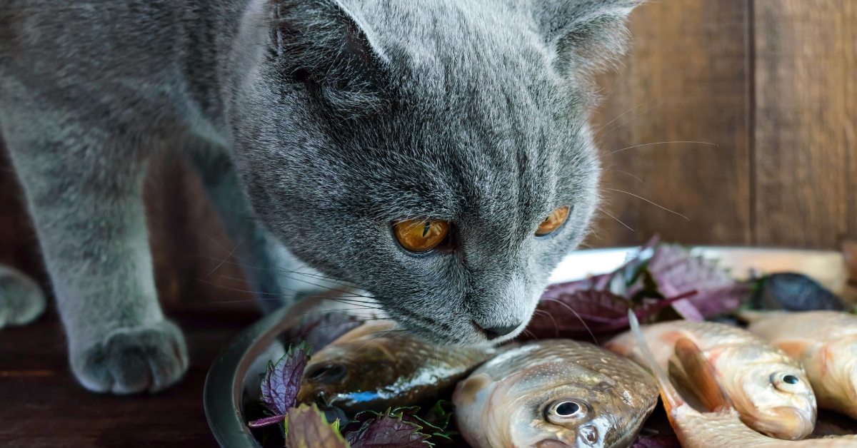 cat eating fish