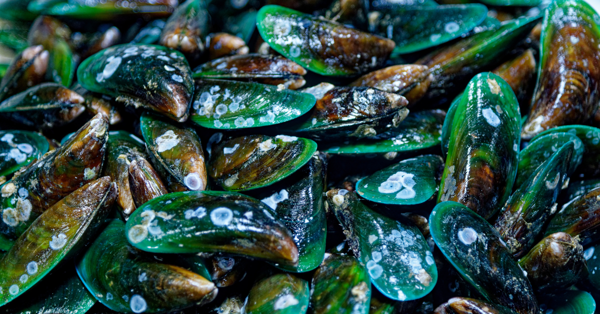 large pile of green lipped mussels