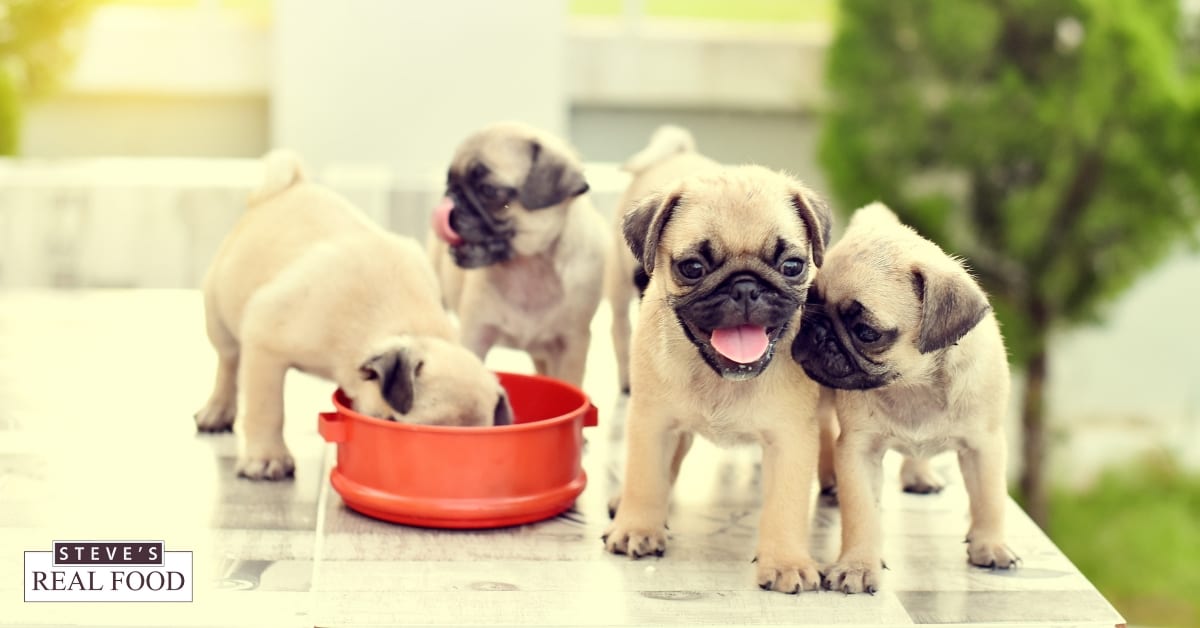 Four puppies eating and standing around a food dish