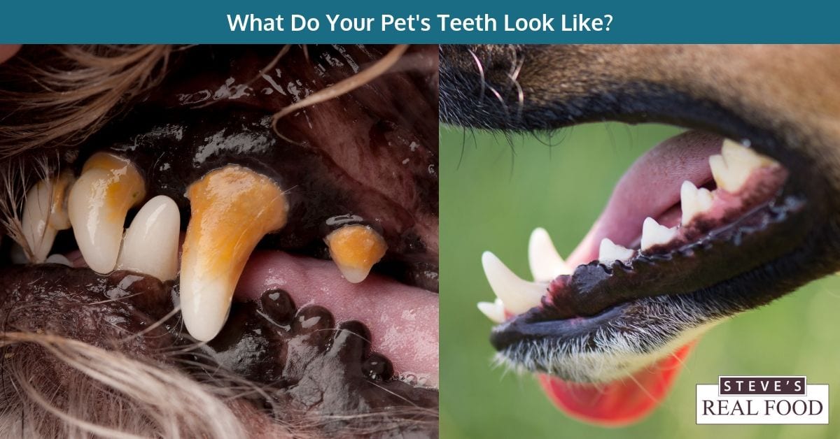 Two dogs side by side displaying teeth one has tooth decay and the other is healthy