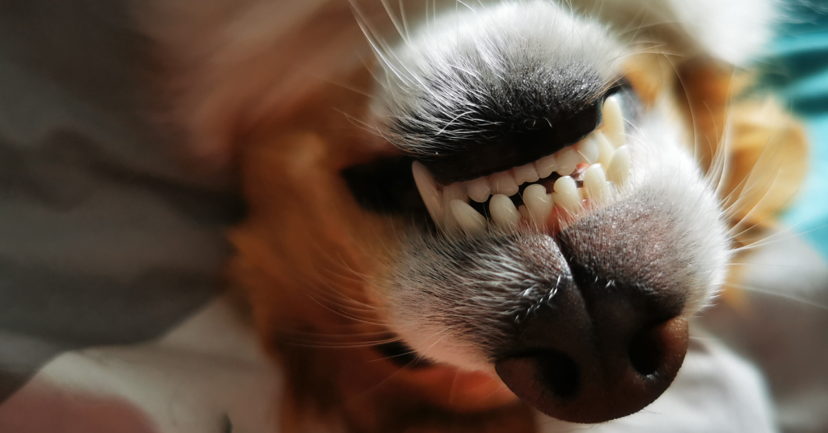 dog teeth closeup