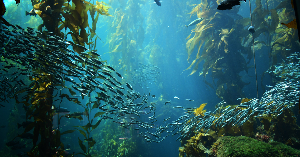 underwater kelp forest