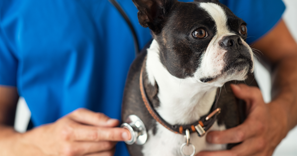 vet listening to boston terrier's heart with stethoscope