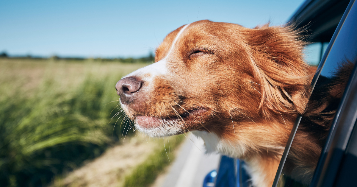 dog sticking head out of car window
