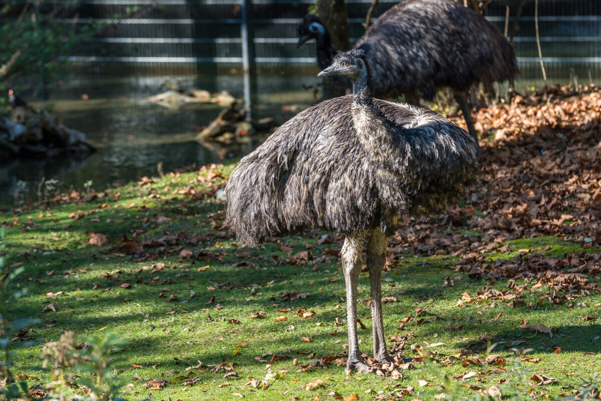 Two Emus standing in grass