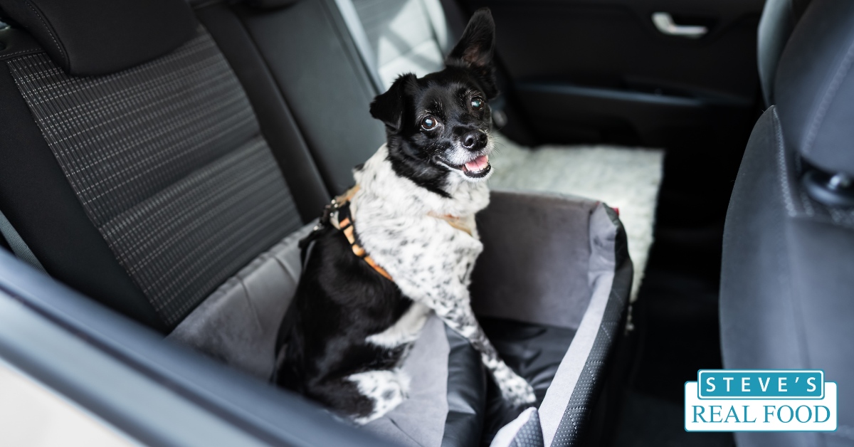 A small dog sitting in a carrier in the back seat of an automobile