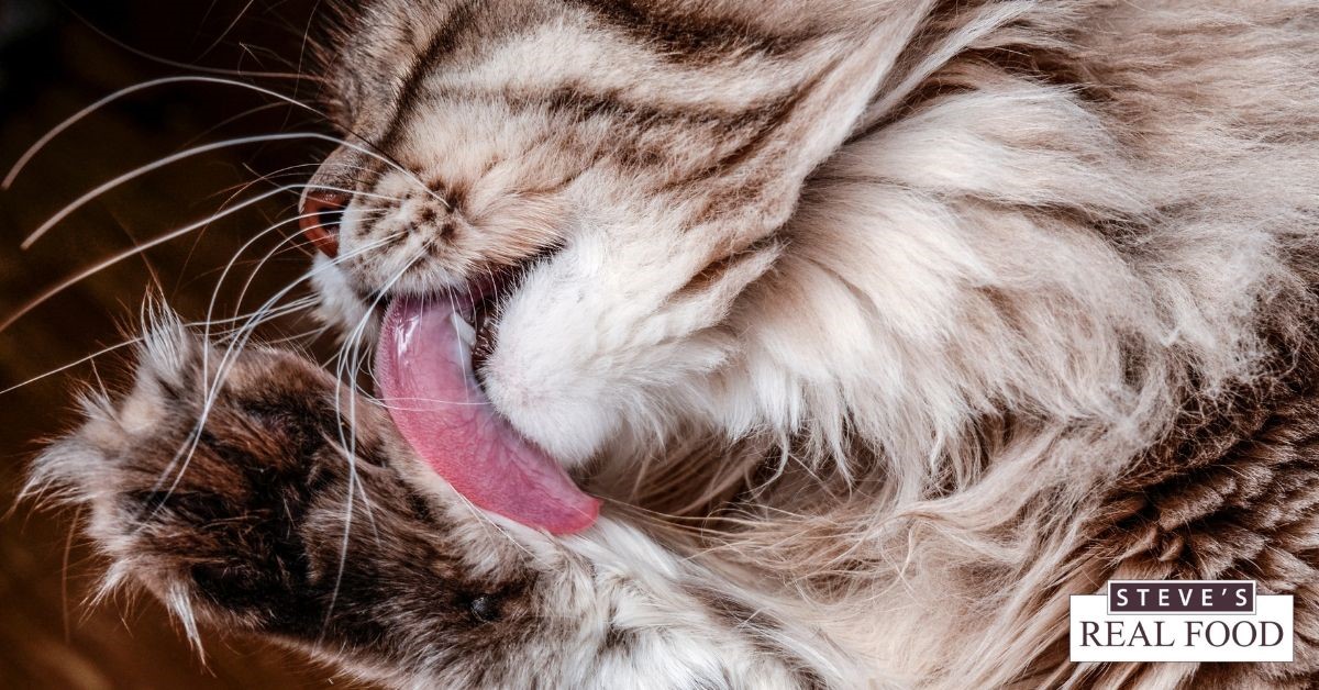 Close up photo of a cat licking it's paw