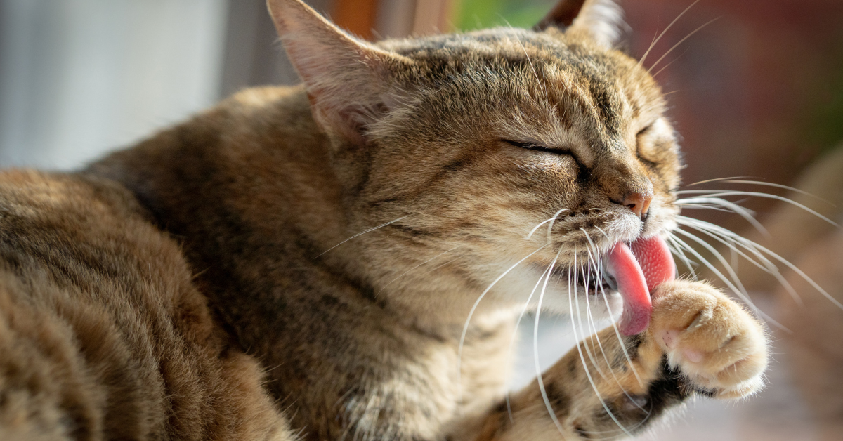 cat licking paw