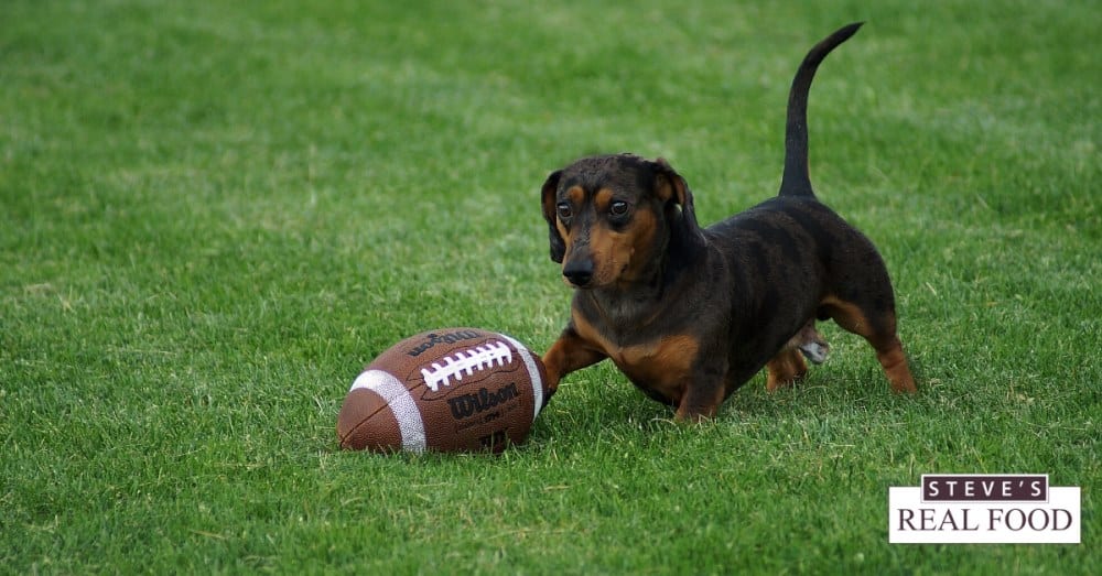 A small dog playing with a football on some grass