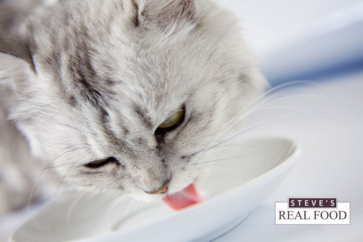 A cat drinking milk from a dish