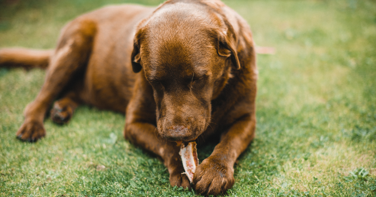 chocolate labe chewing raw meaty bone