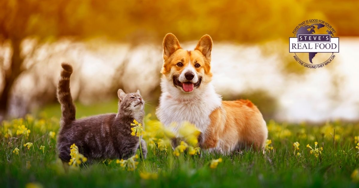 A dog and a cat standing in a field of grass and yellow flowers
