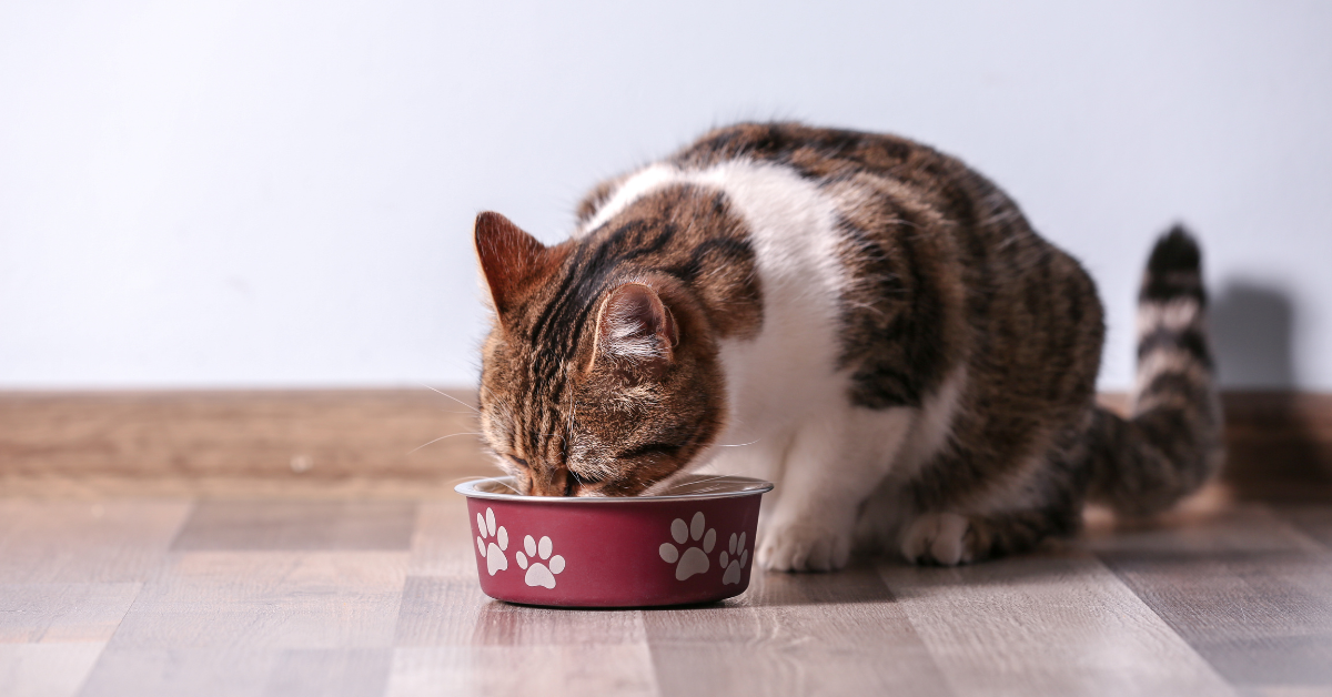 picky cat eating out of a bowl