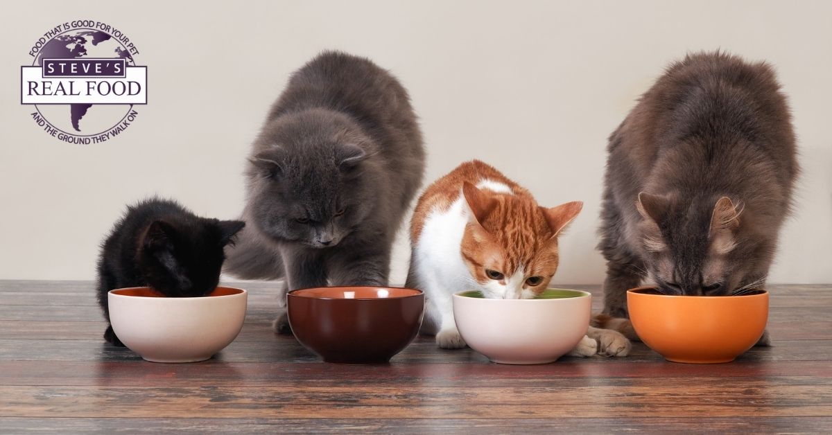 Four cats eating from dishes