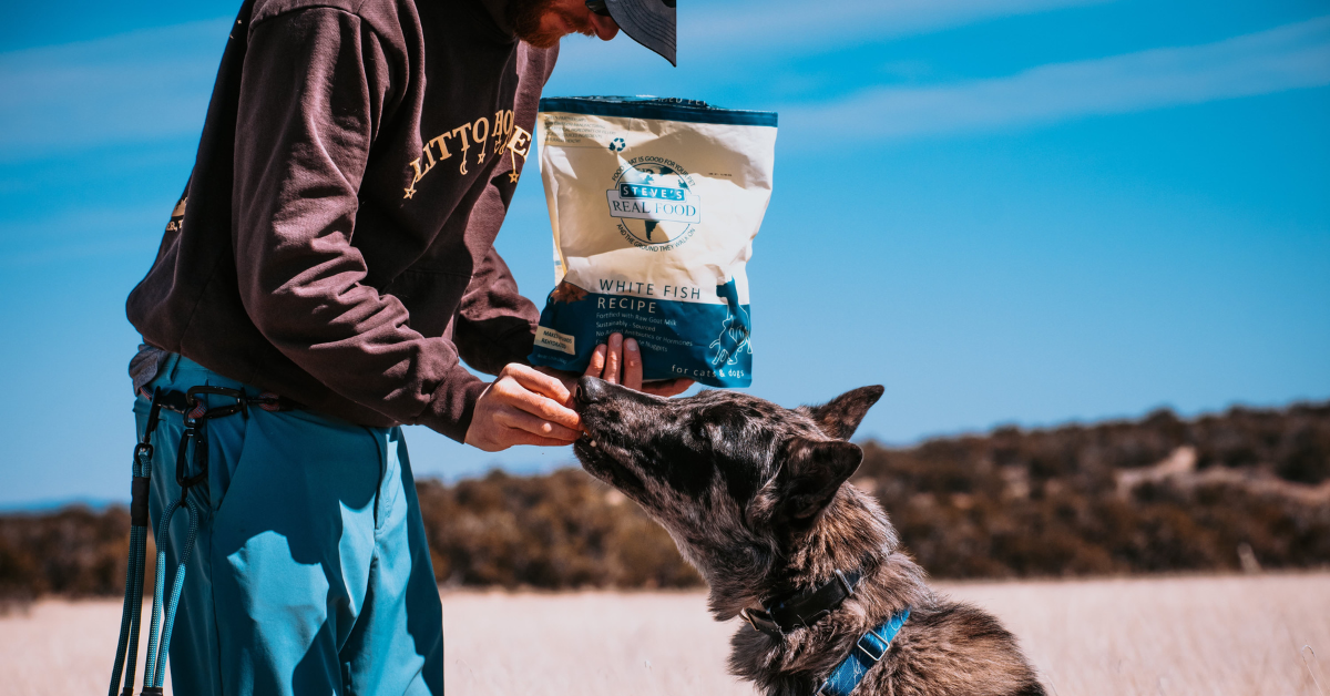 person feeding dog whitefish food