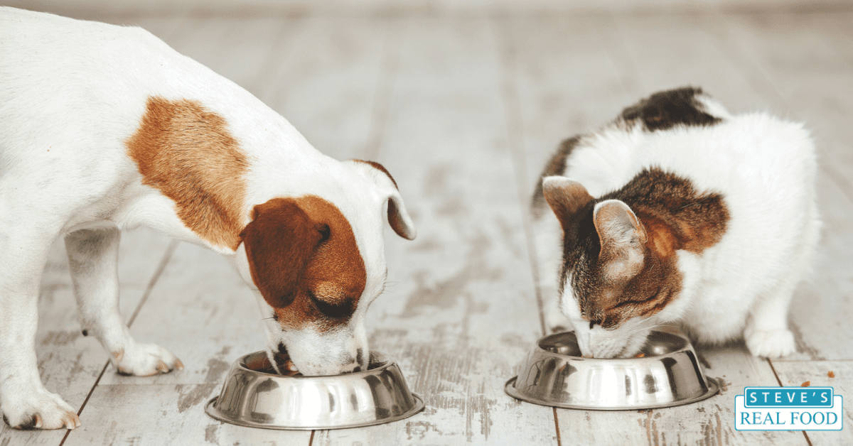 Dog and cat eating fermented foods