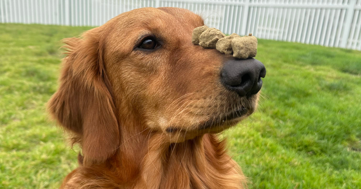 golden retriever with treats lined up on its nose