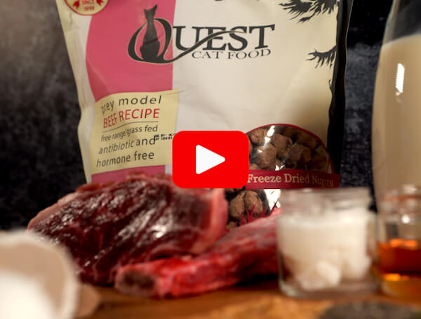 Beef Quest Thumbnail (1)