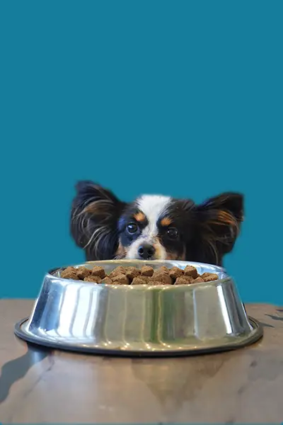 Dog looking a bowl full of food