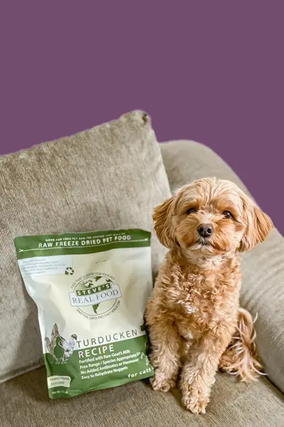 Dog sitting on couch with bag of food