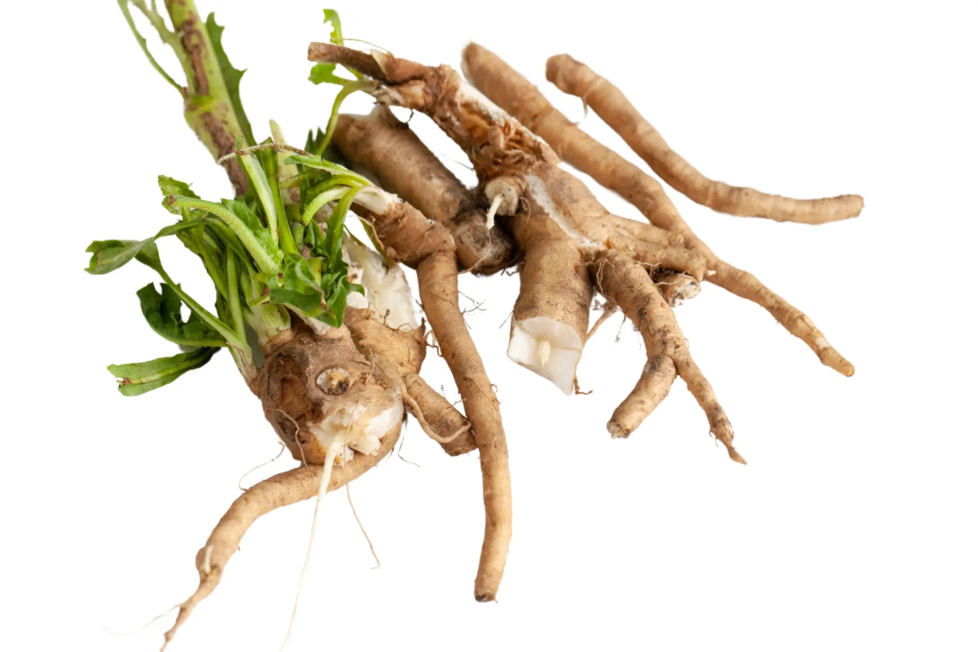 Inulin from chicory root