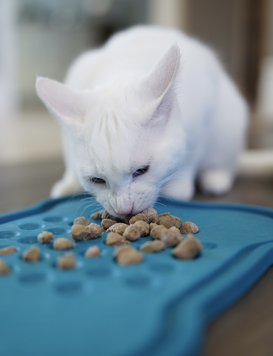 Cat eating food off of a plate
